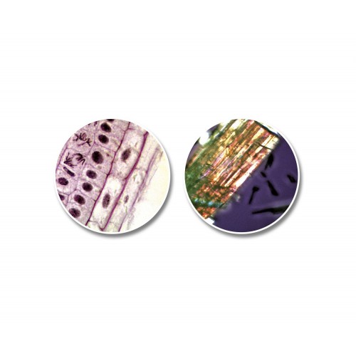 Microscopio 300x-1200x...